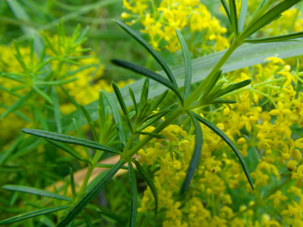 Galium verum L.